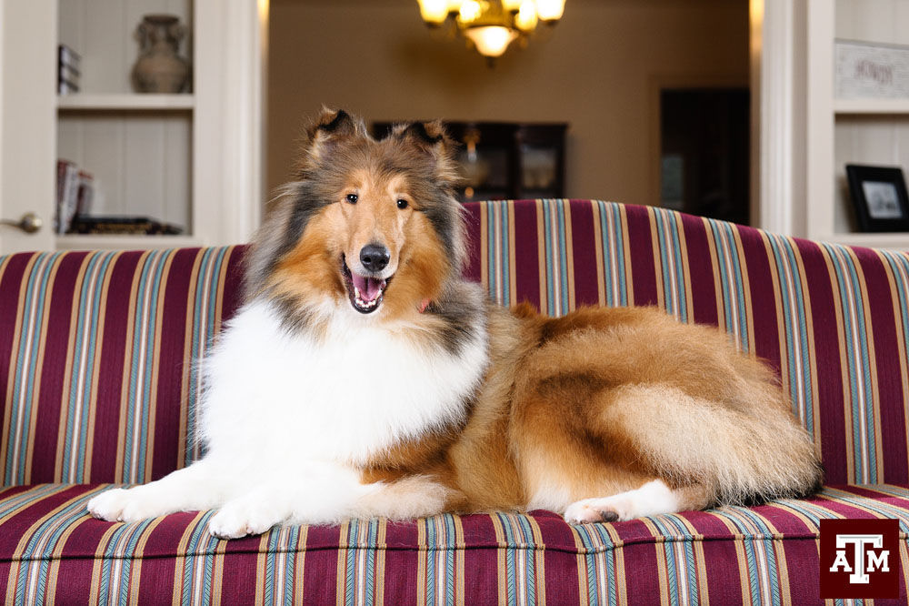 Reveille IX